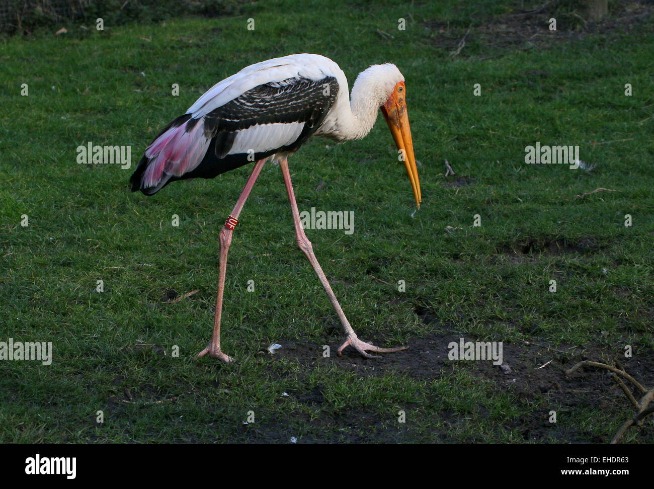 Stork (Mycteria leucocephala peint) à pied et d'alimentation Banque D'Images