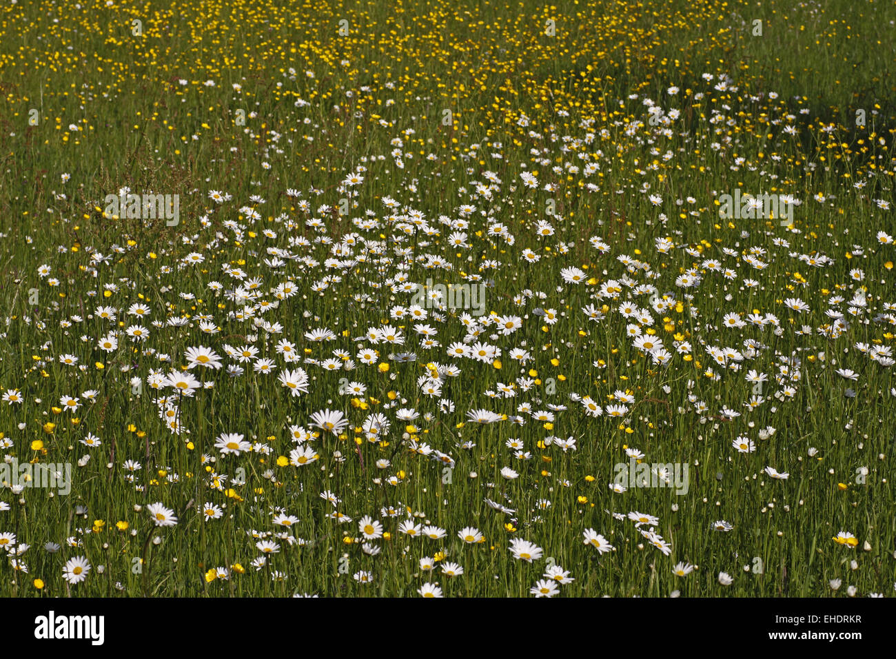 Oxeye daisy Banque D'Images