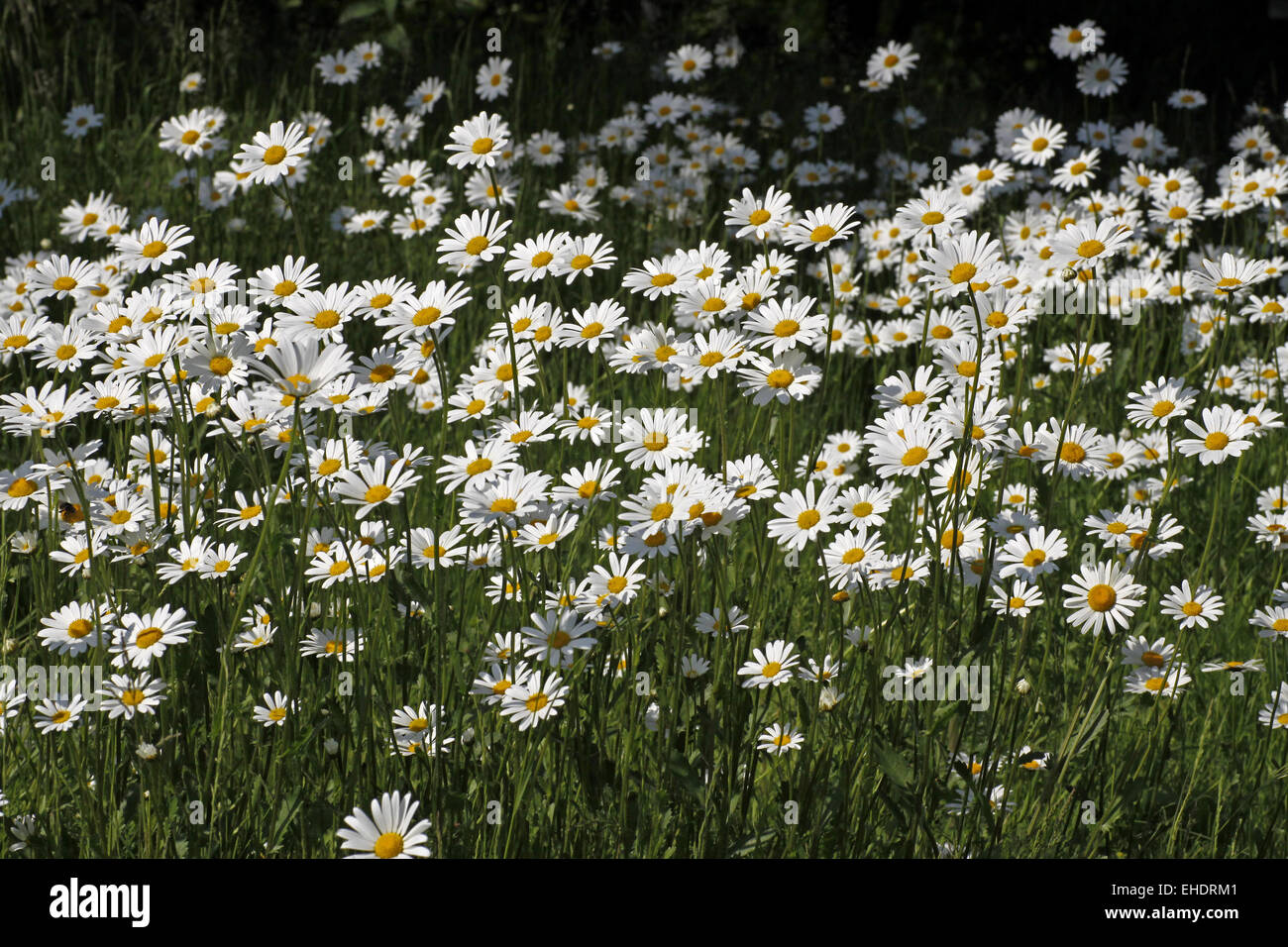 Oxeye daisy Banque D'Images
