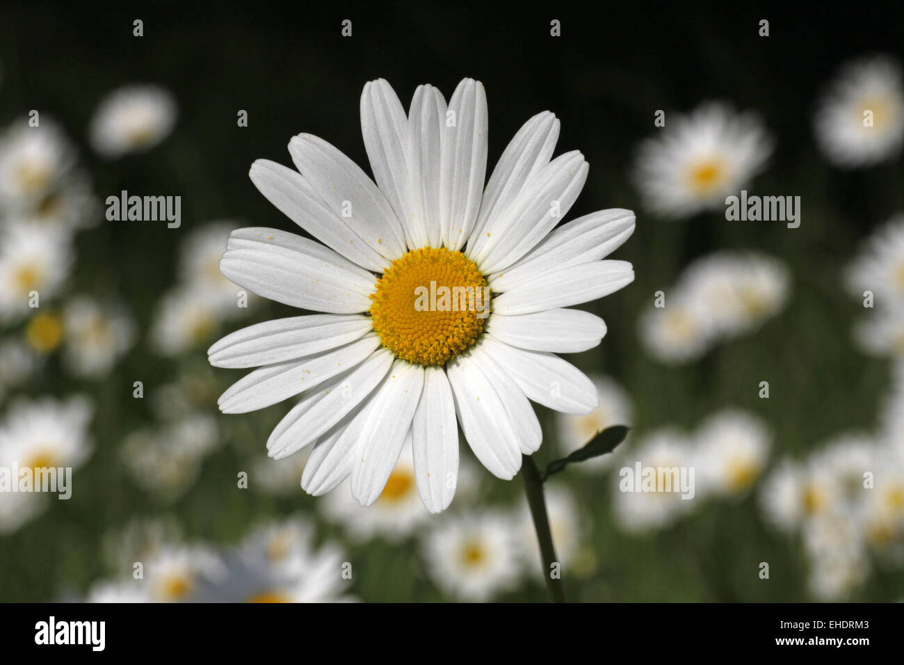 Oxeye daisy Banque D'Images