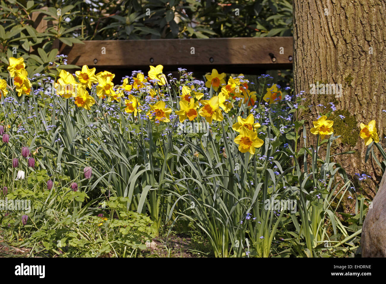 Jonquilles et forget-me-not Banque D'Images