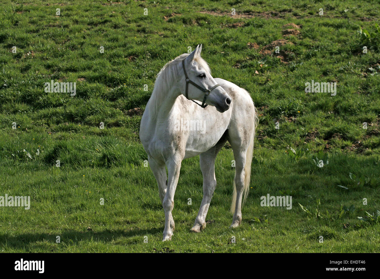 Cheval arabe Banque D'Images