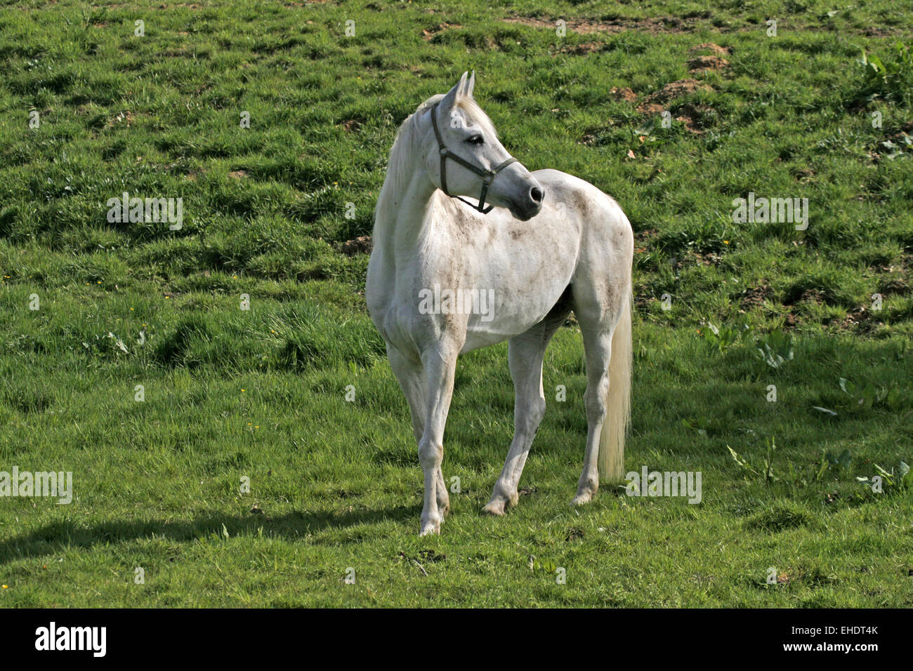 Cheval arabe Banque D'Images