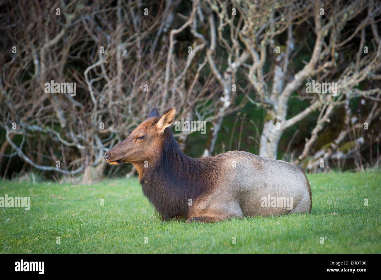 Le wapiti, Cervus elaphus assis dans l'herbe près de Cannon Beach, Oregon, USA Banque D'Images