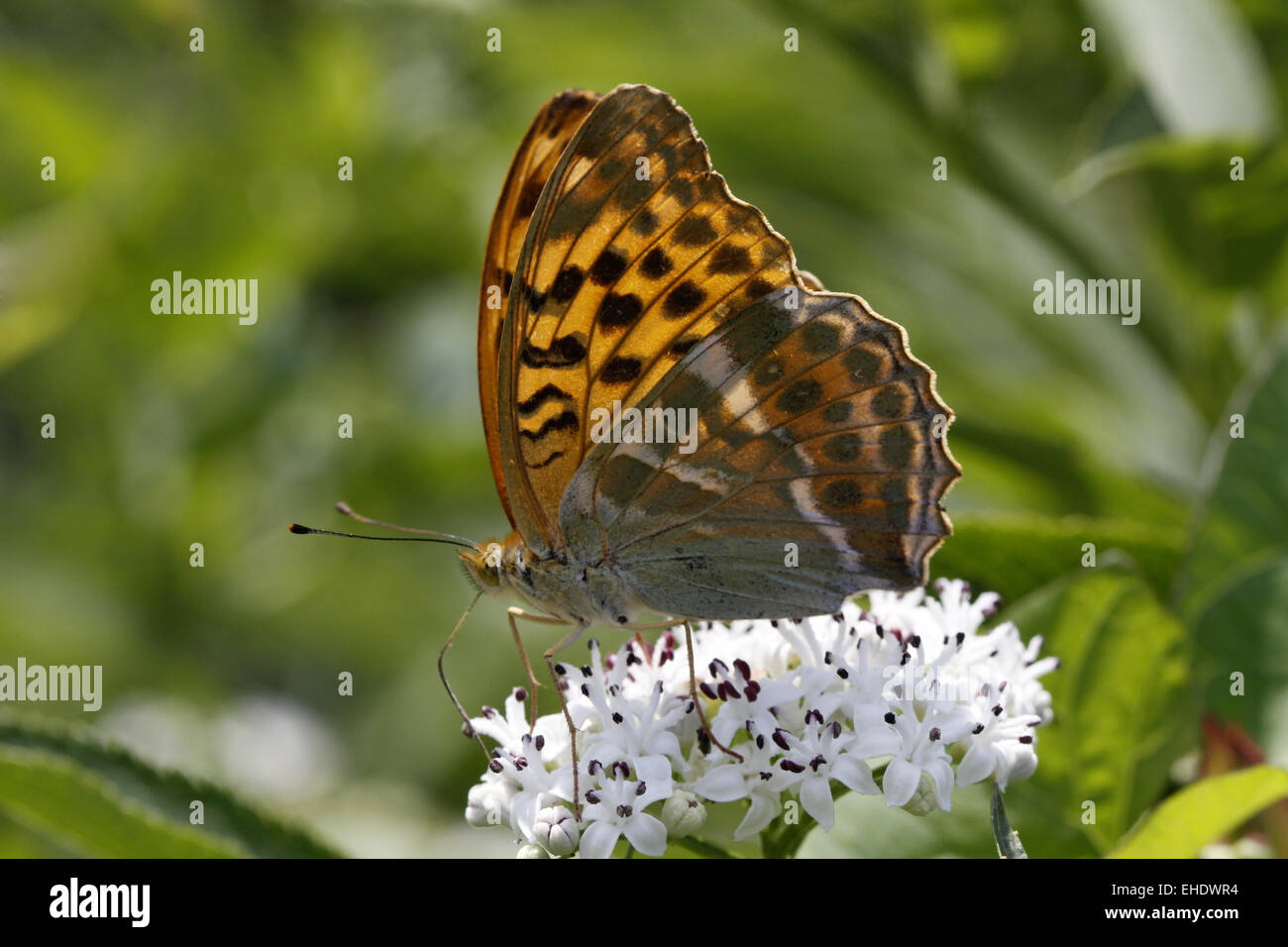 Silver-lavé Fritillary Banque D'Images