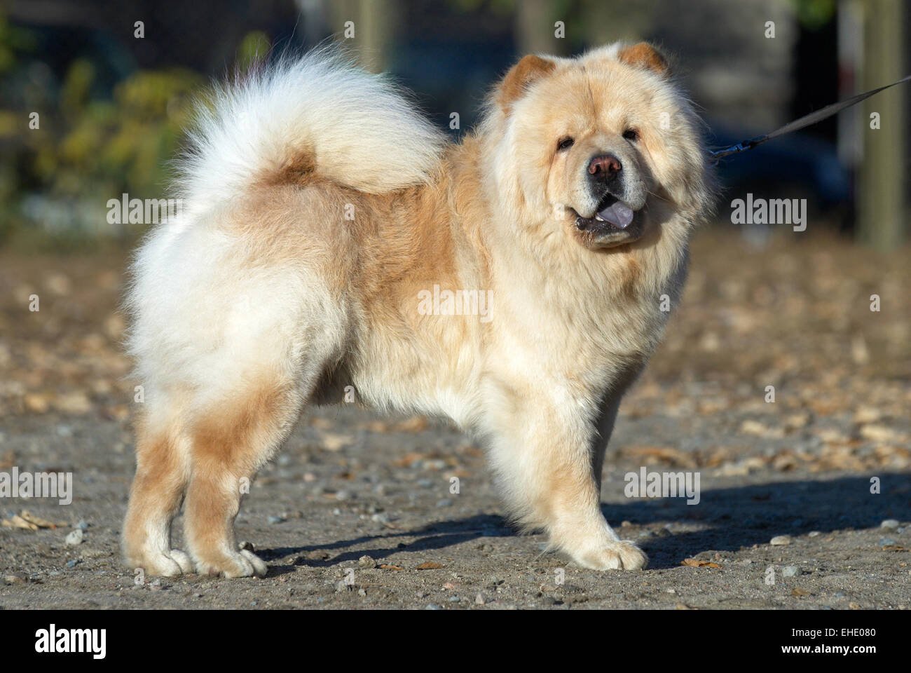 Chow chow chien Banque de photographies et d'images à haute résolution -  Alamy