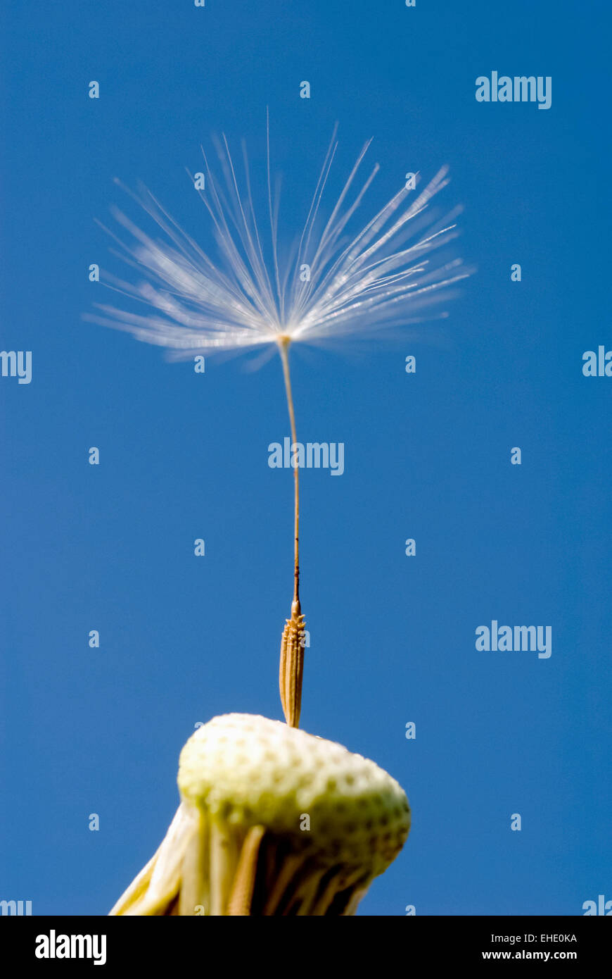 Le pissenlit (Taraxacum officinale) une graine Banque D'Images