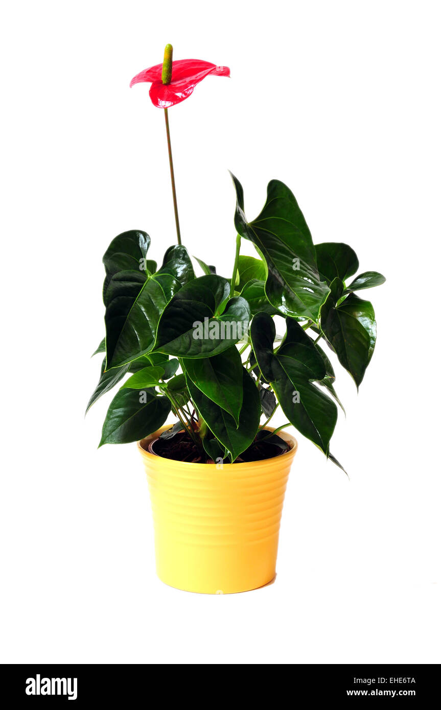 Plante d'Anthurium fleur Flamingo Banque D'Images