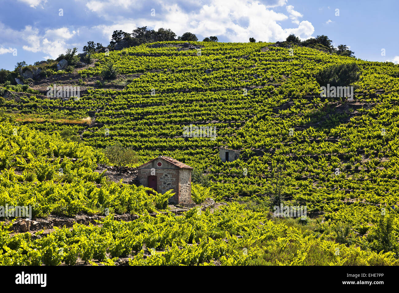 Paysage du vin collioure, Roussillon, France Banque D'Images