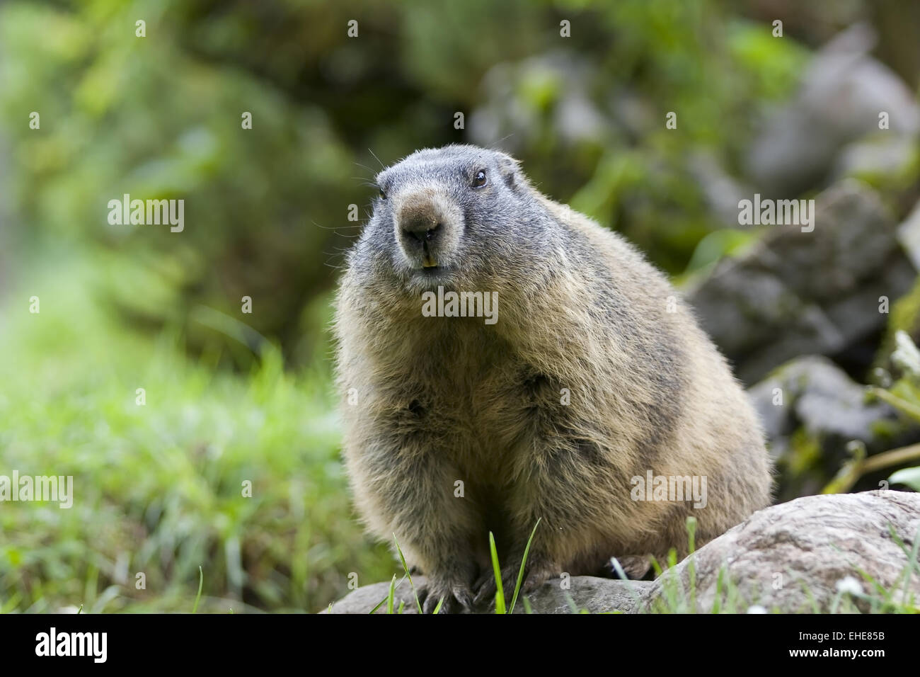 Marmotte Banque D'Images