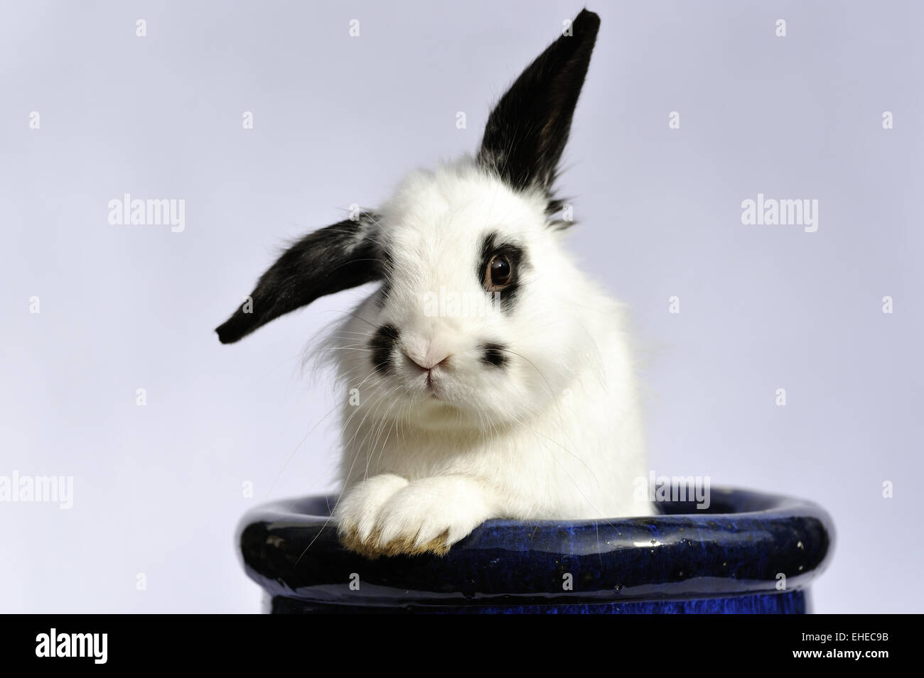 Lapin dans un pot de fleurs bleu Banque D'Images