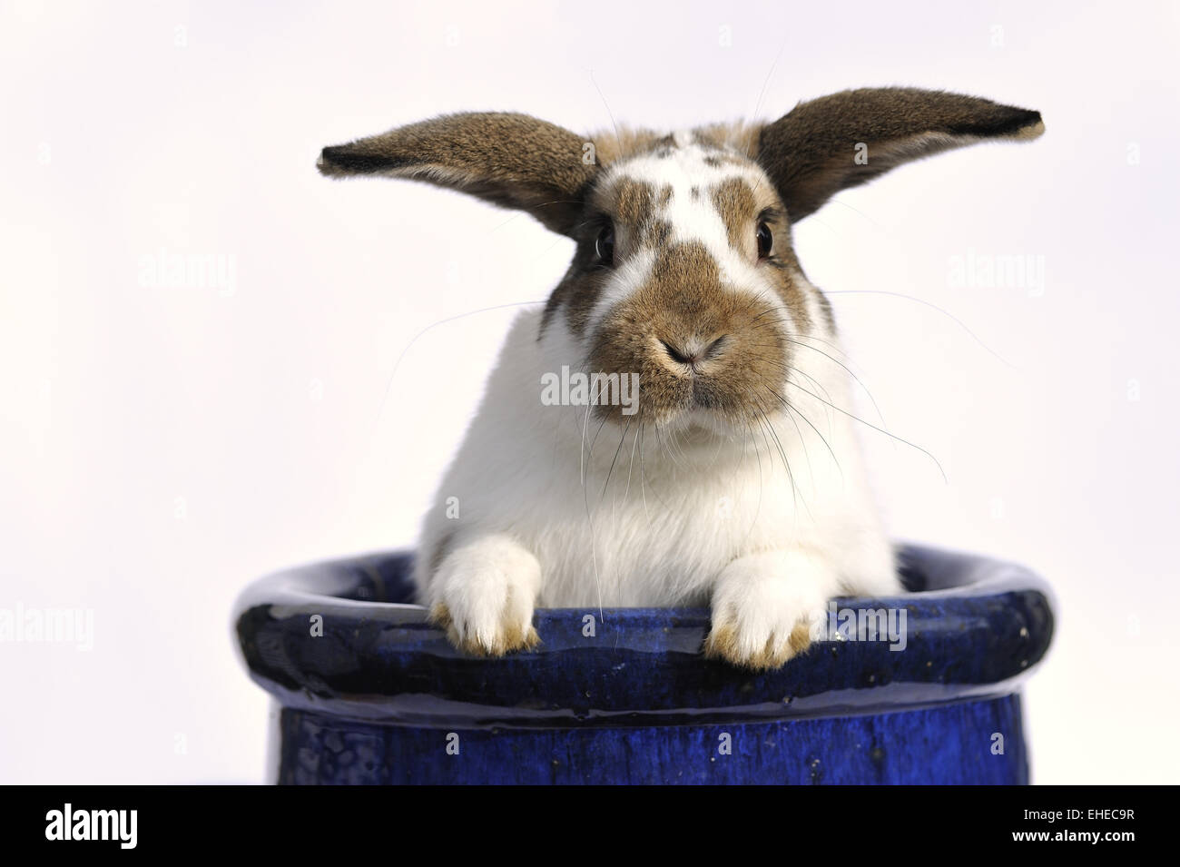 Lapin dans un pot de fleurs bleu Banque D'Images