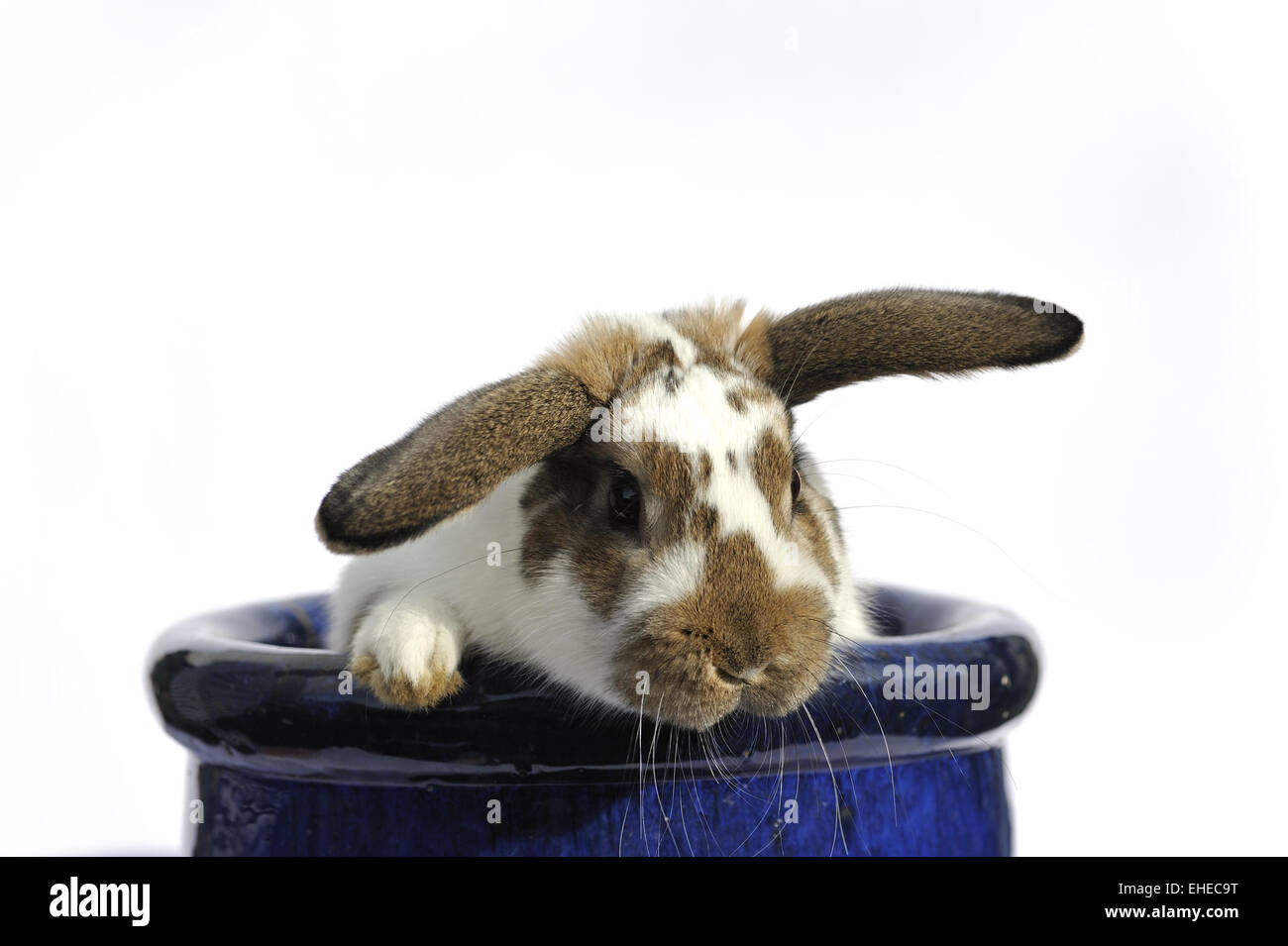 Lapin dans un pot de fleurs bleu Banque D'Images