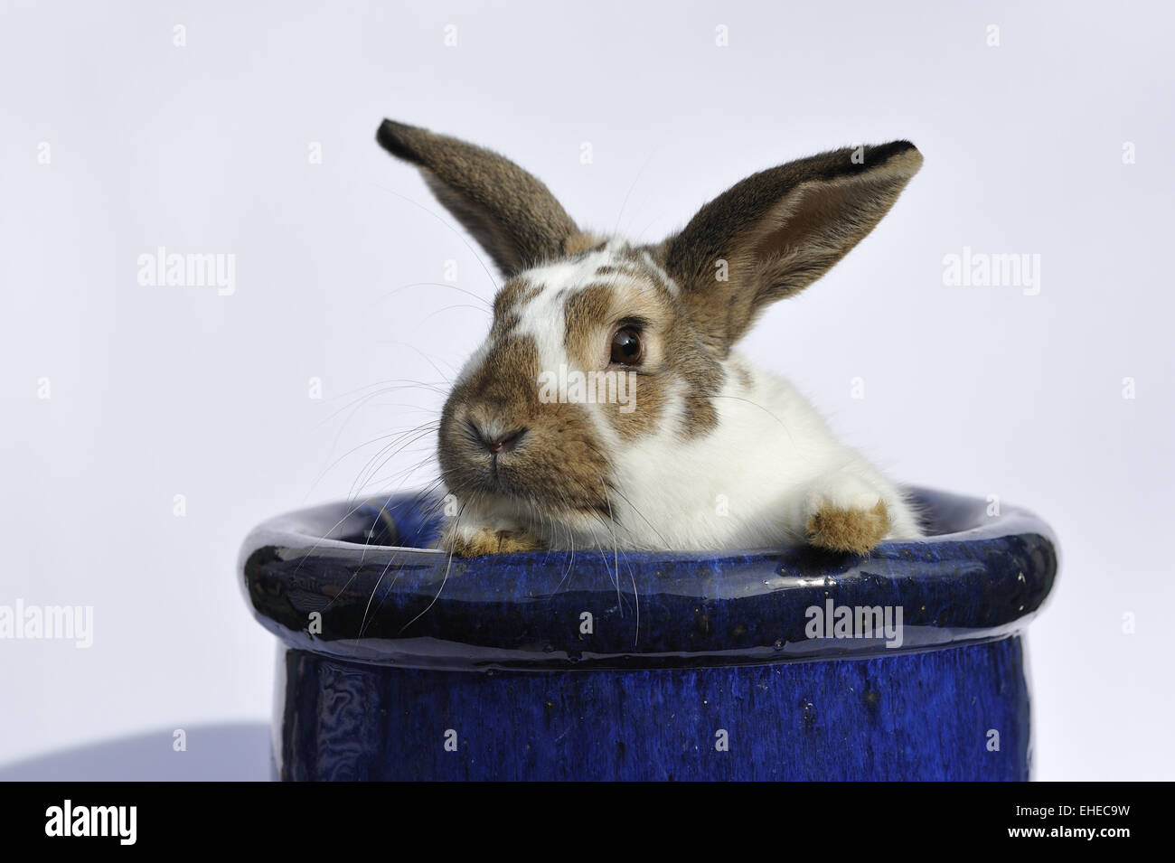 Lapin dans un pot de fleurs bleu Banque D'Images