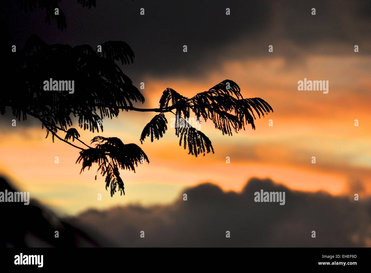 Highlands au Sri Lanka Banque D'Images