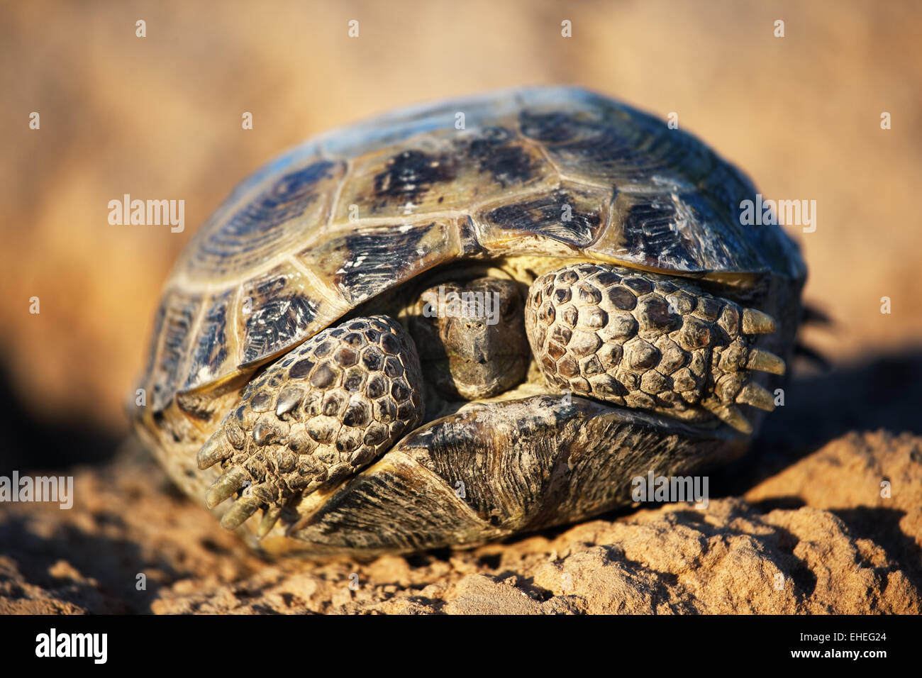 Tortue De Steppe Banque d'image et photos Alamy — free download