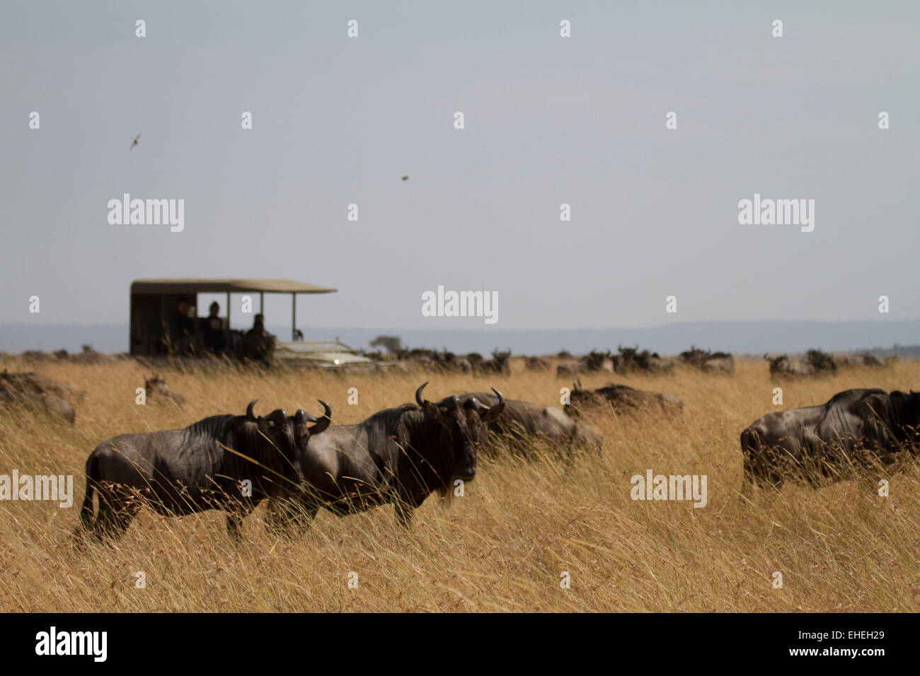 Les touristes en safari l'affichage de la migration dans le Serengeti Banque D'Images