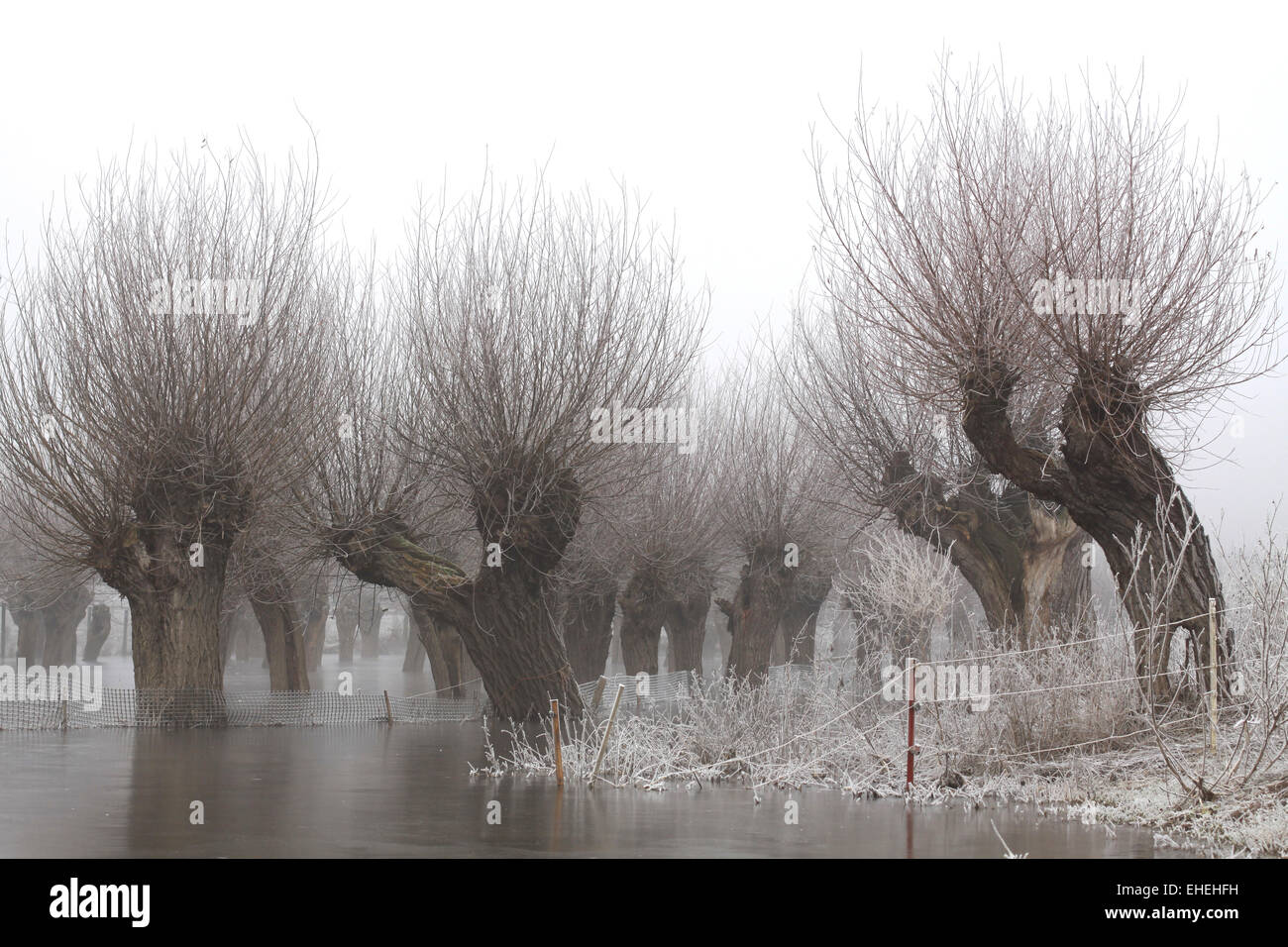 Arbres de pâturage en hiver Banque D'Images