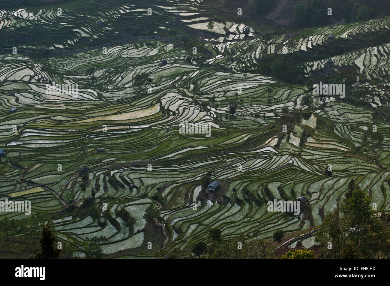 Les terrasses de riz de Yuanyang Banque D'Images