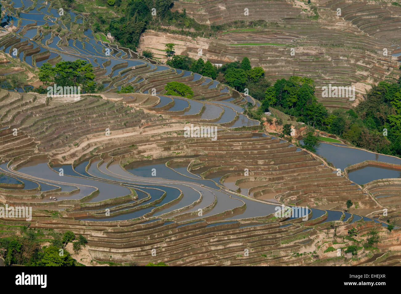 Les terrasses de riz de Bada Banque D'Images