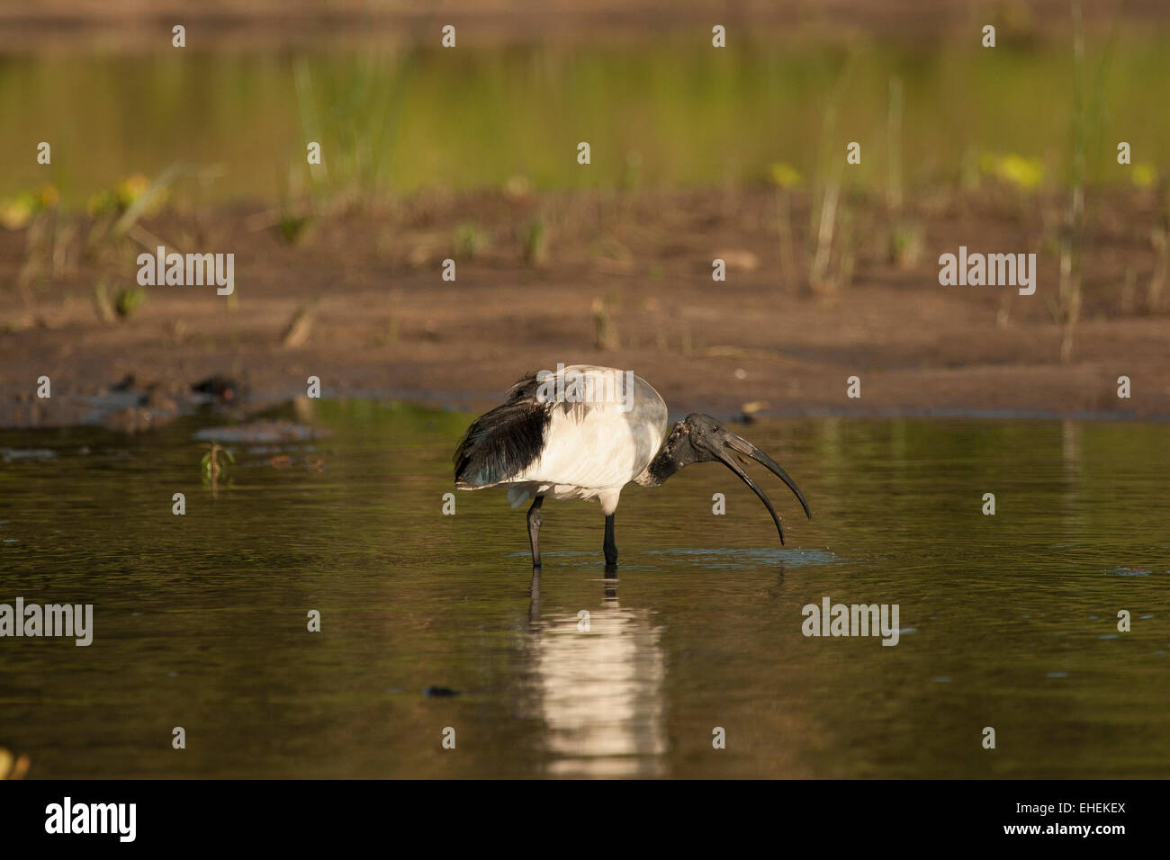 Ibis sacré (Threskiornis africains aethiopicus) Banque D'Images