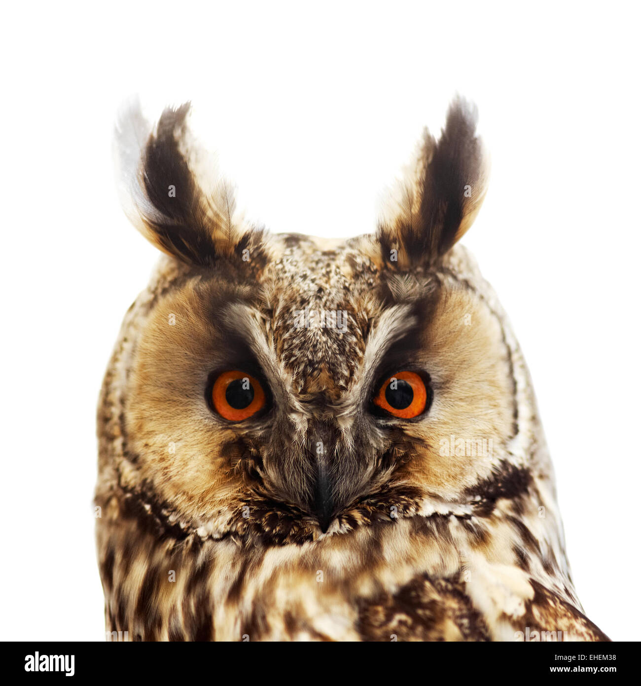 Long-eared Owl portrait, isolated on white Banque D'Images