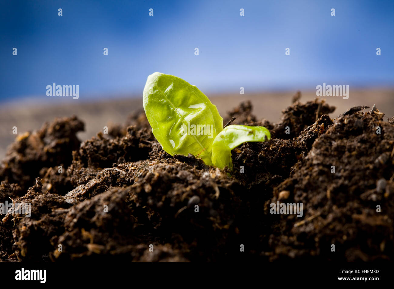 Petite plante de basilic Banque D'Images