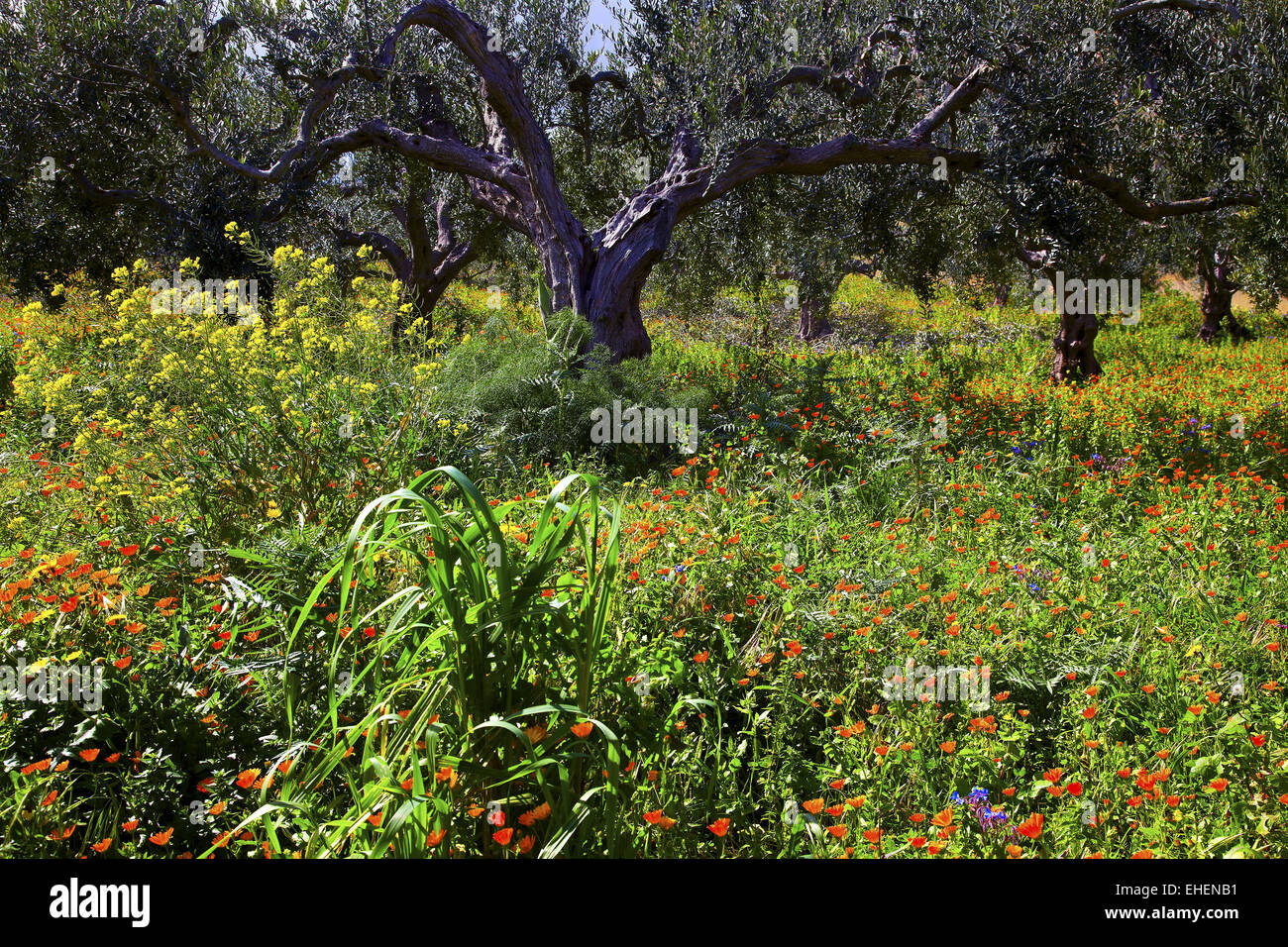 Olive Grove florissant, Sicile, Italie Banque D'Images