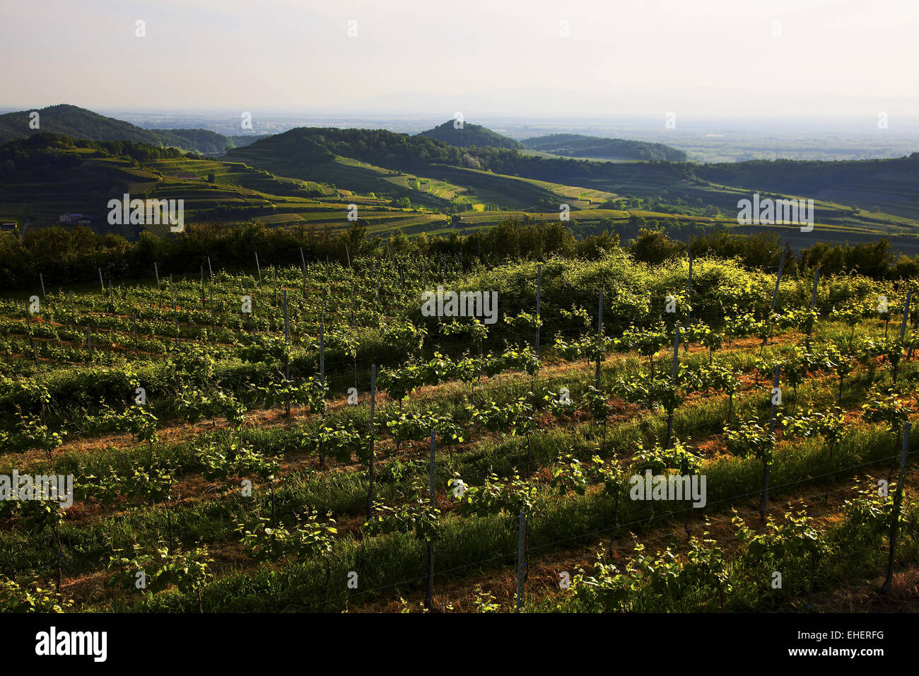 Vignobles en terrasses, Kaiserstuhl, Allemagne Banque D'Images