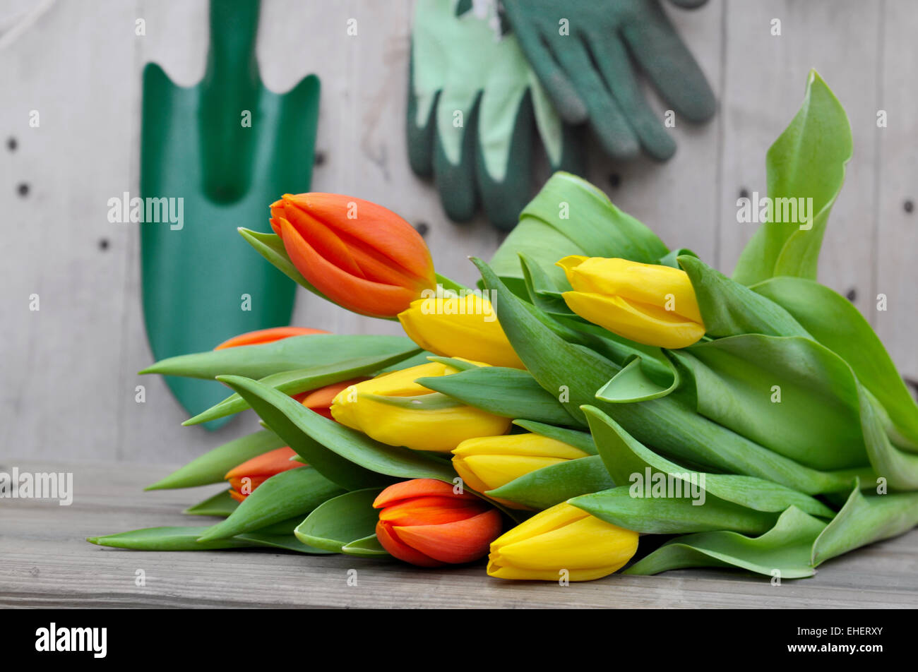 Bouquet de tulipes placé devant les outils de jardinage sur un fond de bois Banque D'Images
