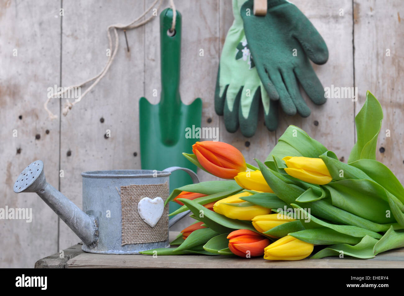 Bouquet de tulipes placés devant les outils de jardinage sur un fond de bois Banque D'Images
