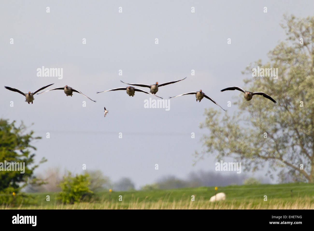 Flock Grey goose (Anser anser) Banque D'Images