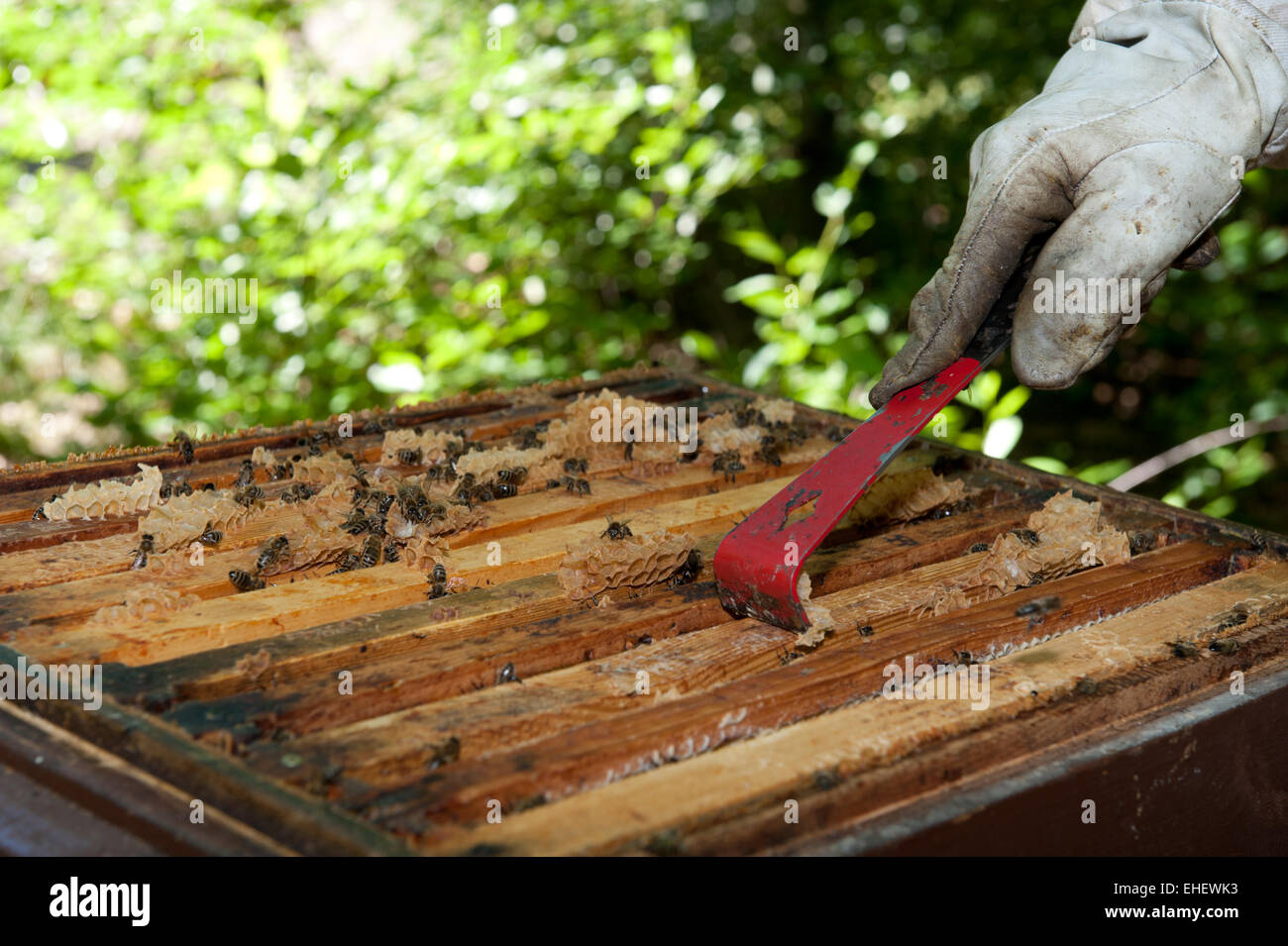 L'apiculteur checkes ses ruches Banque D'Images