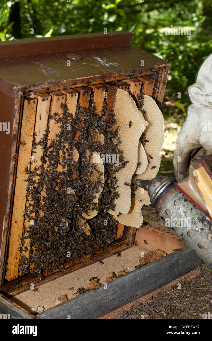 Avec des ruches de l'Apiculteur Banque D'Images