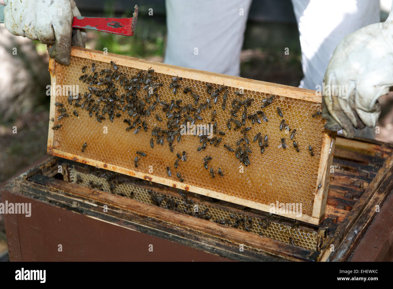 Avec des ruches de l'Apiculteur Banque D'Images