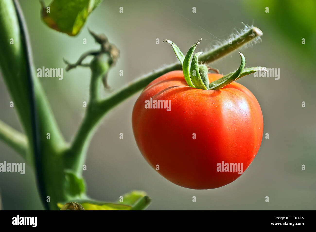 Gros plan de tomate rouge Banque D'Images