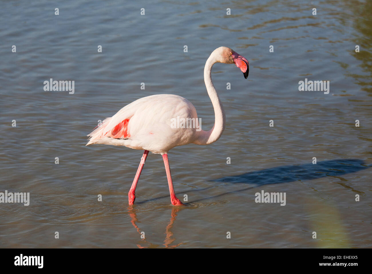 Parc ornithologique, flamants, pont de gau, Camargue, Provence, France, Europe Banque D'Images