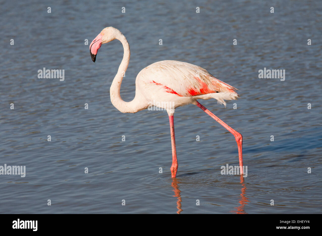 Parc ornithologique, flamants, pont de gau, Camargue, Provence, France, Europe Banque D'Images