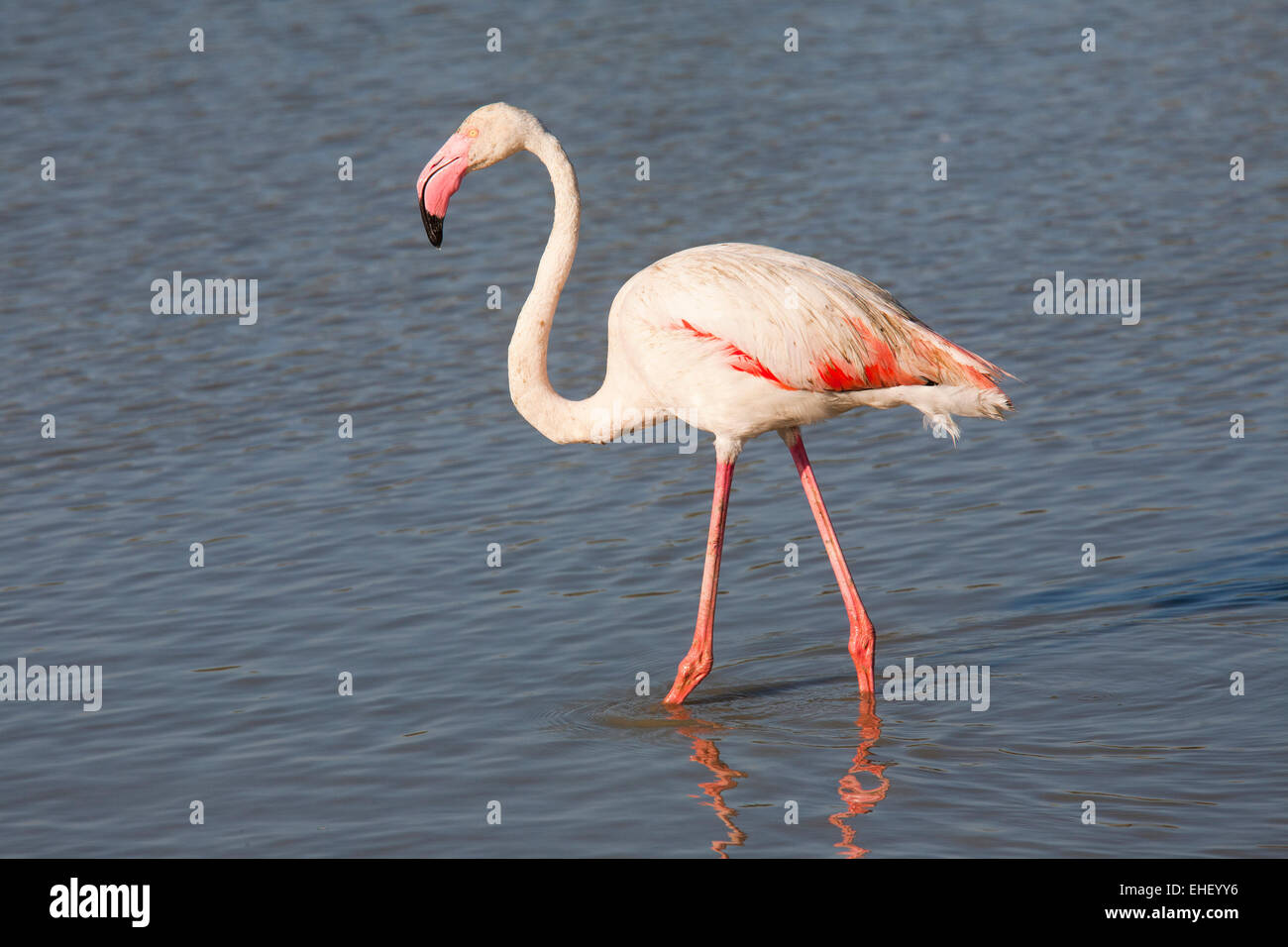 Parc ornithologique, flamants, pont de gau, Camargue, Provence, France, Europe Banque D'Images