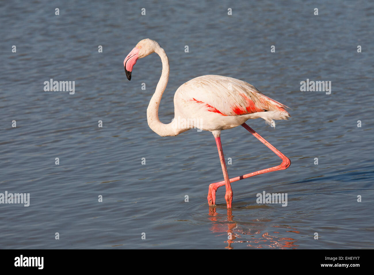 Parc ornithologique, flamants, pont de gau, Camargue, Provence, France, Europe Banque D'Images