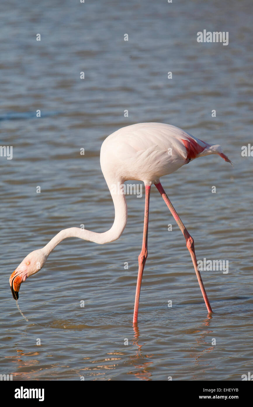Parc ornithologique, flamants, pont de gau, Camargue, Provence, France, Europe Banque D'Images