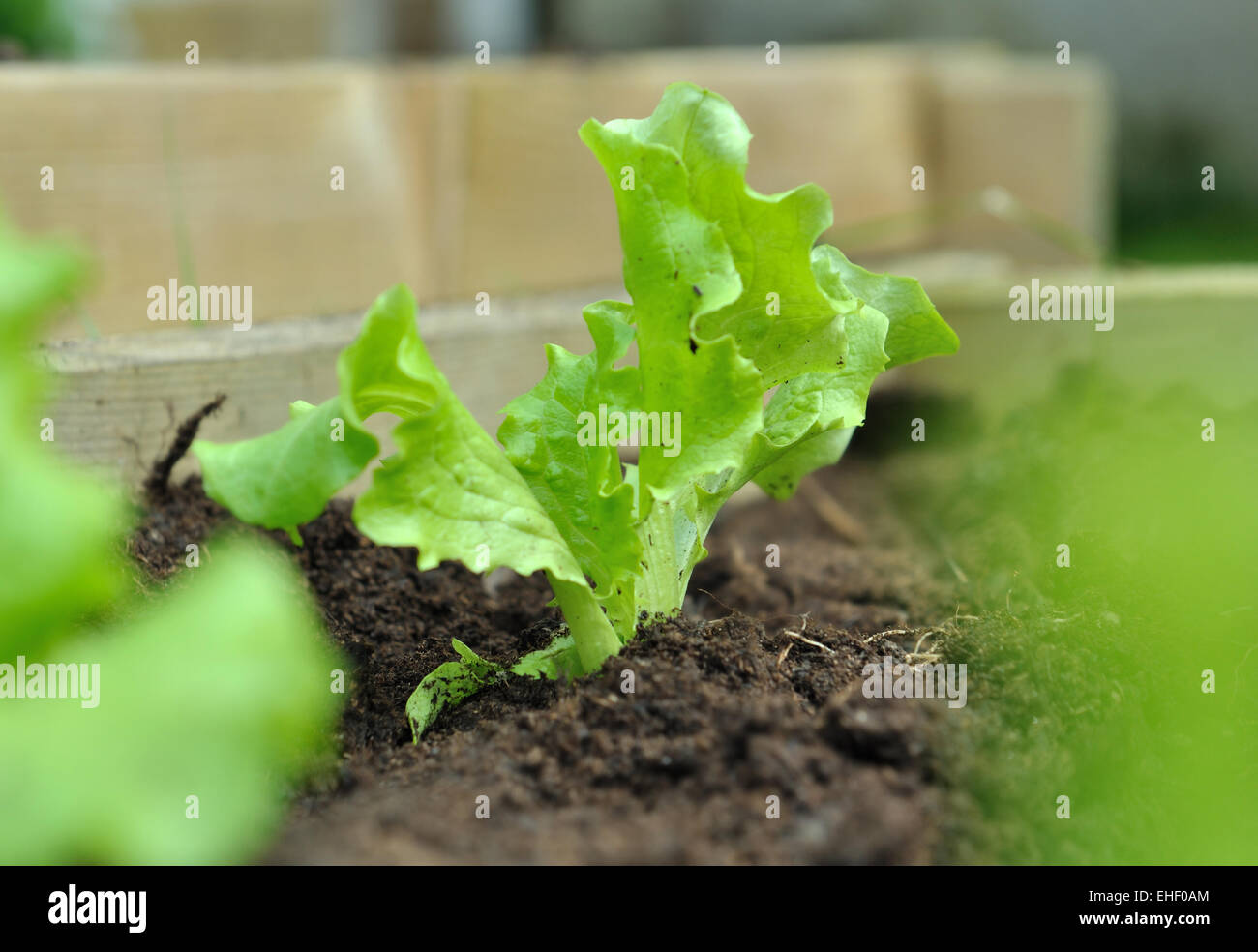 Fermer sur un jeune plant de laitue dans le sol dans le patch Banque D'Images
