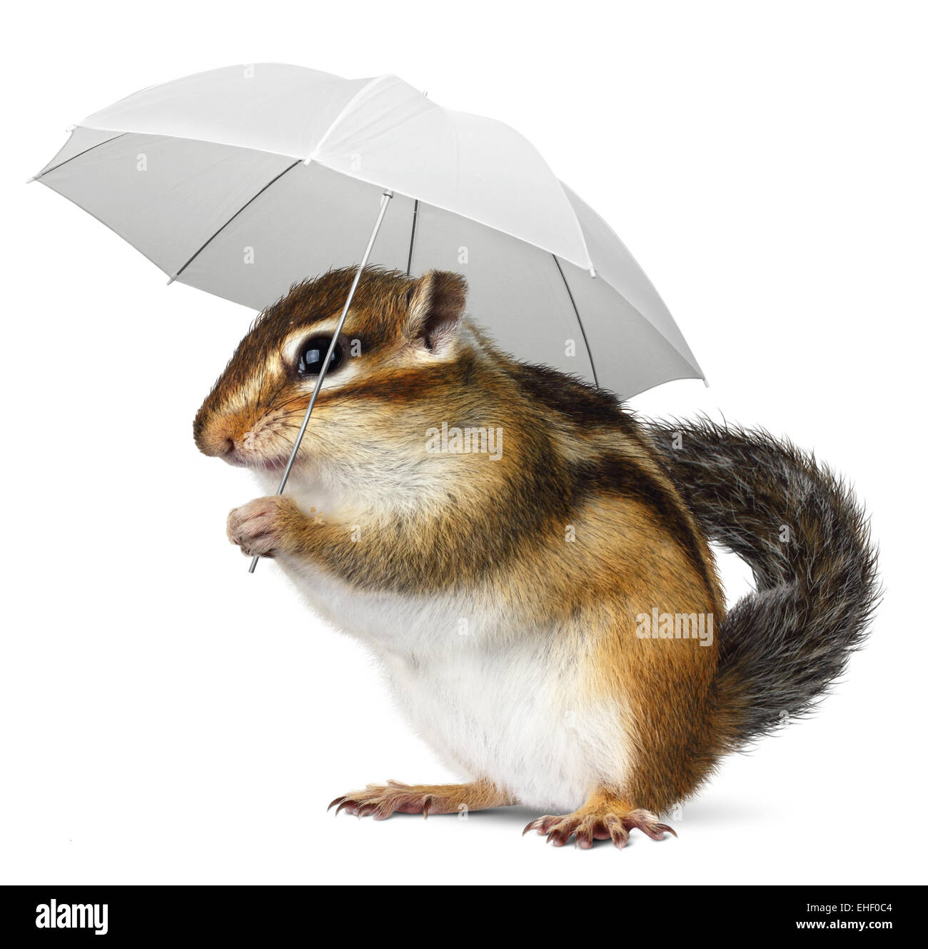 Tamia drôle avec parapluie sur blanc, concept météo Banque D'Images