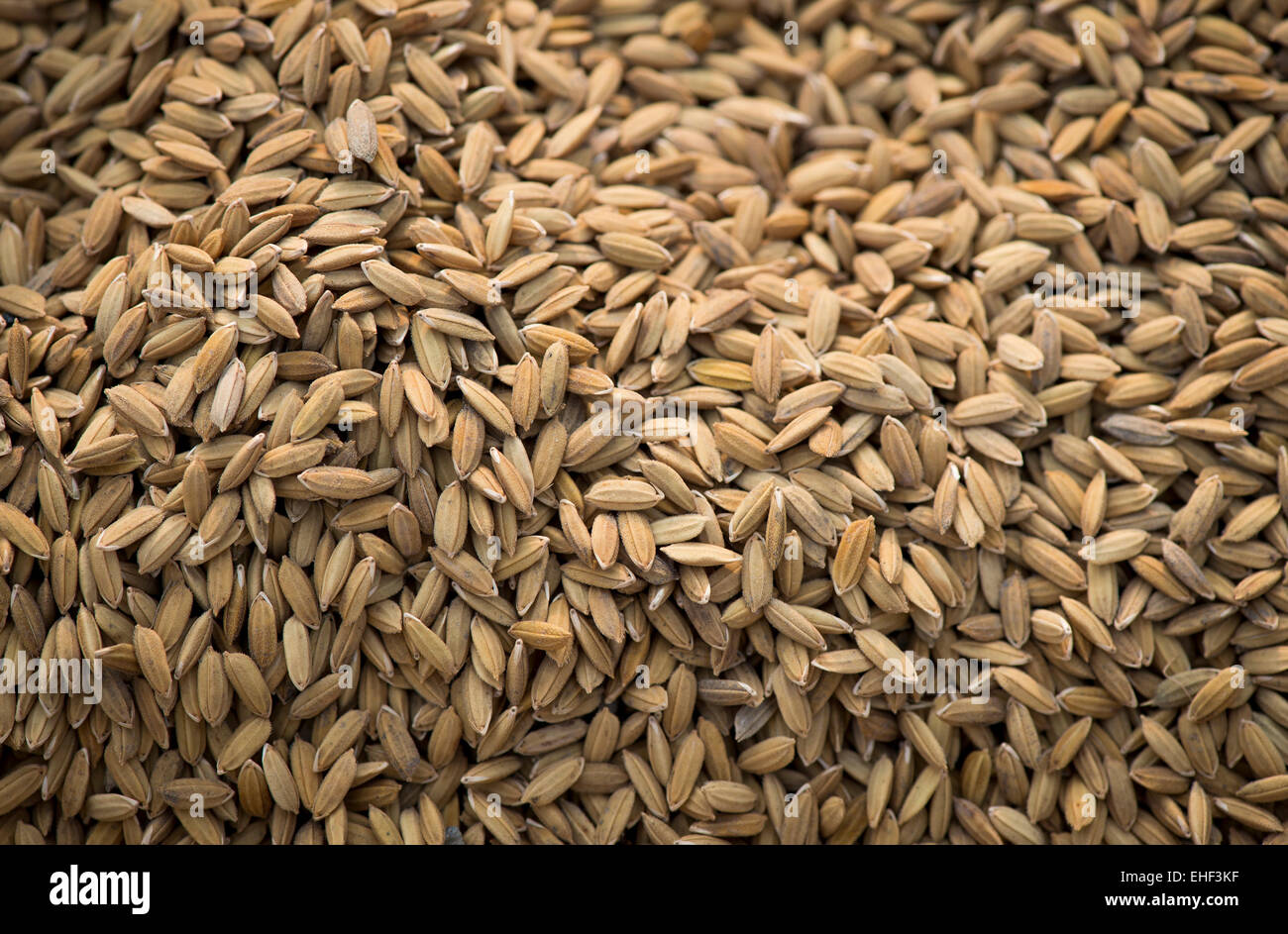 Pokkali les grains de riz, riz, Kerala, Inde Banque D'Images