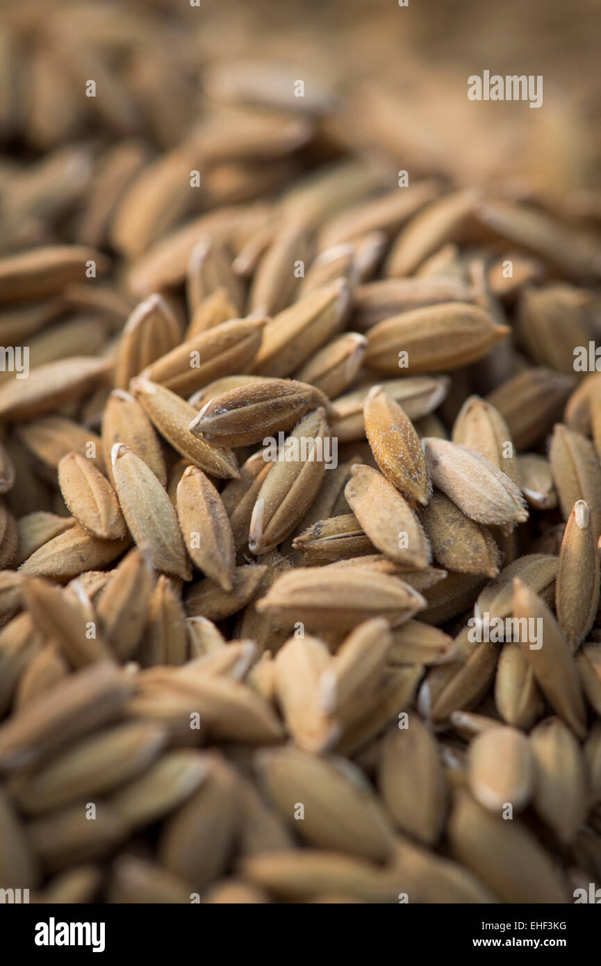Pokkali les grains de riz, riz, Kerala, Inde Banque D'Images