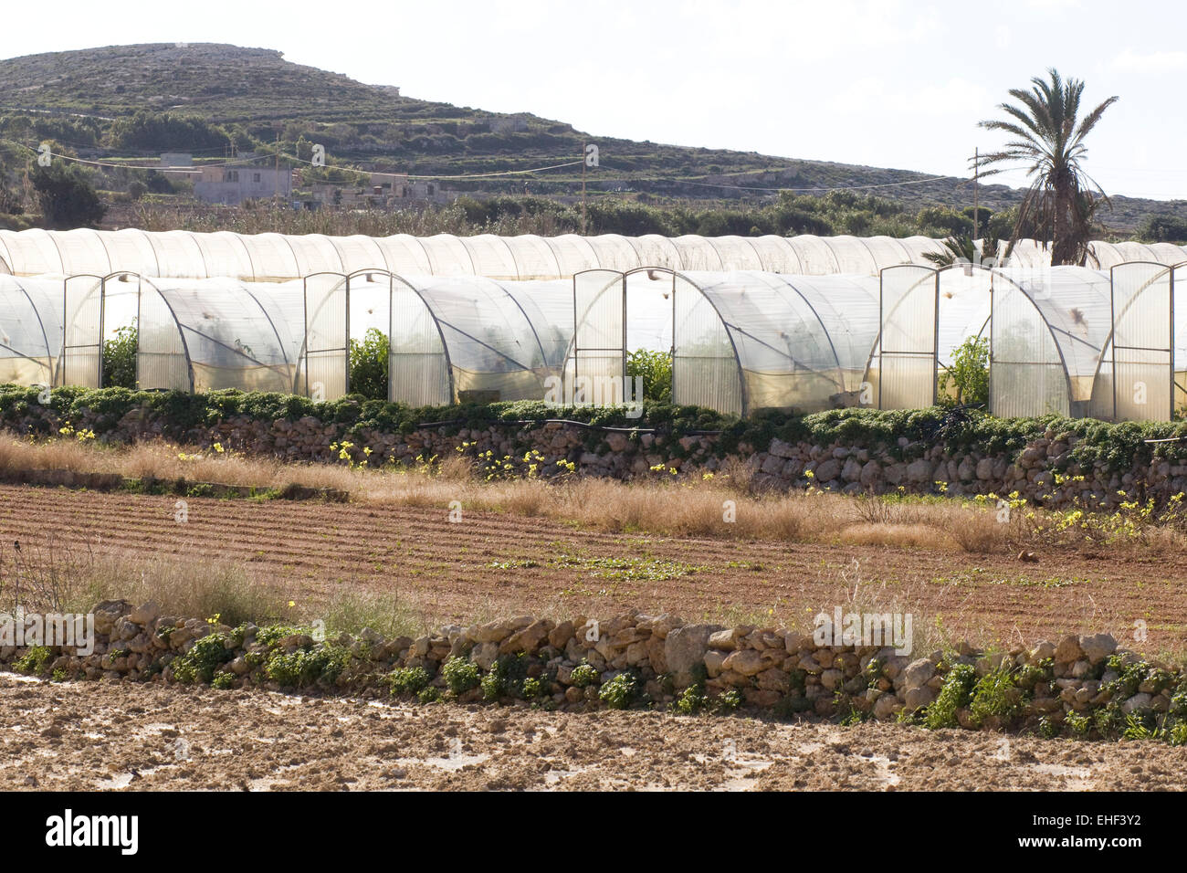 Serres Polytunnel couvrant les cultures en Malte Banque D'Images