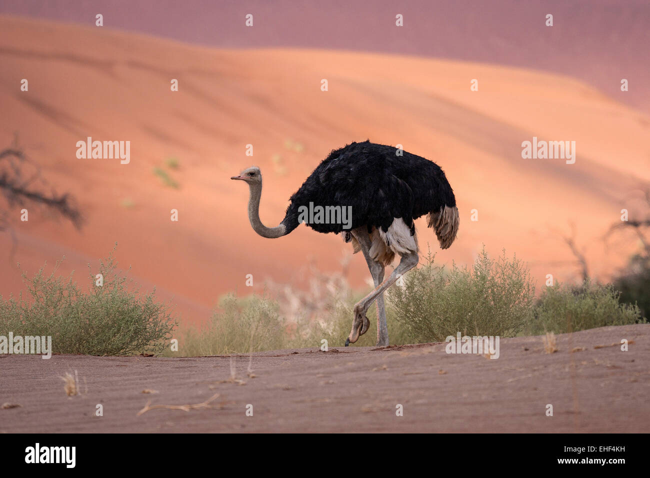 Autruche d'Afrique (Struthio camelus), Sossusvlei, Désert du Namib, Namibie, Namib-Naukluft National Park Banque D'Images