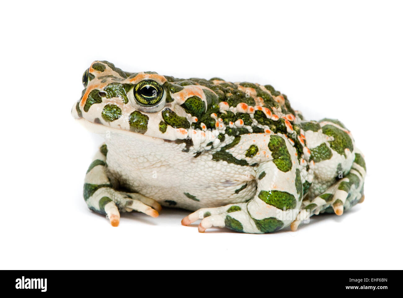 Bufo viridis Banque D'Images