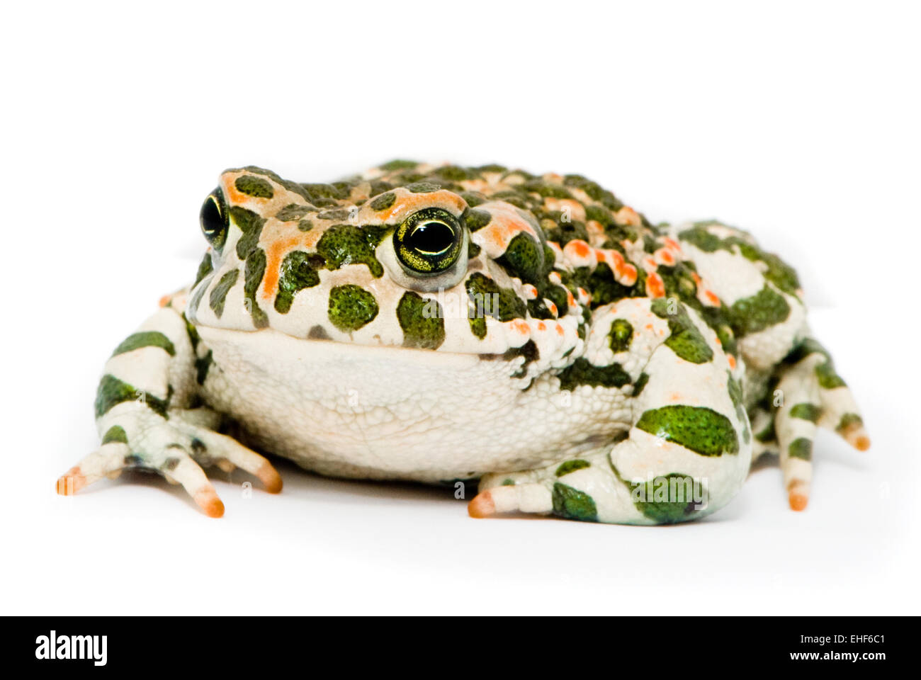 Bufo viridis Banque D'Images