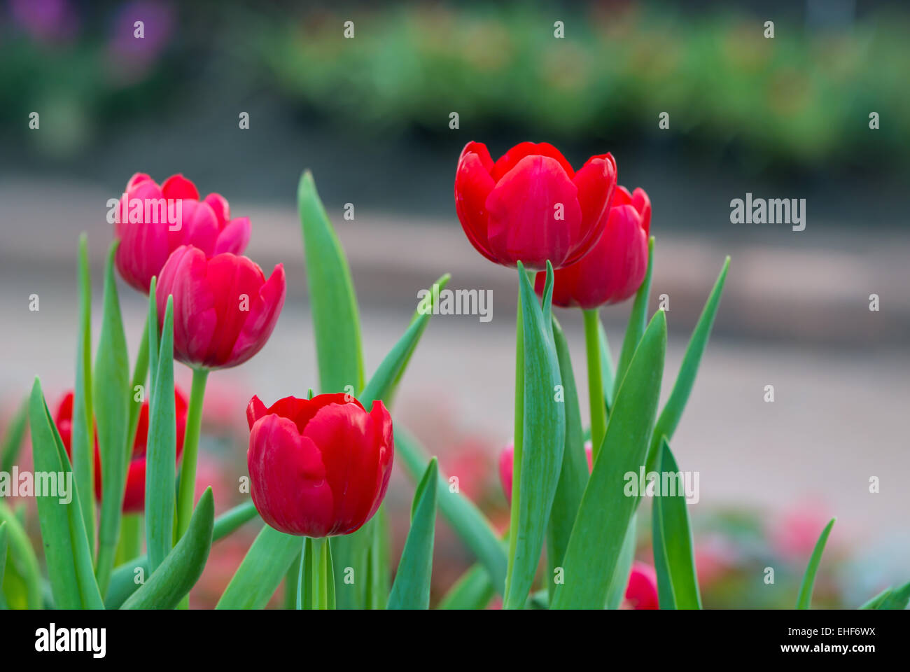 Belle fleur tulipe rouge dans la zone plantation Banque D'Images